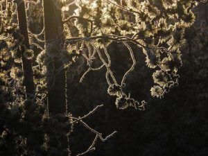 e backlit frost 1 (Approaching the Solstice at Ginty Creek)