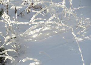 k snow-filtered sunlight (Approaching the Solstice at Ginty Creek)