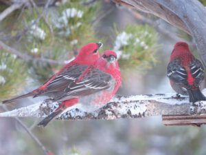 pine grosbeaks 3 (It’s good to be home!)