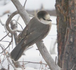 whiskeyjack (It’s good to be home!)