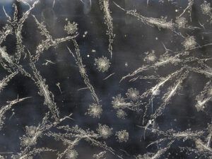 1 frost on window (Flowers of Ice)