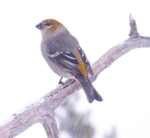 2 female pine grosbeak (A Little Snow)