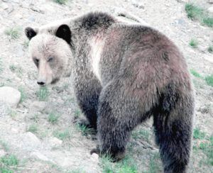21. Grizzley beside road full size (Young Male Grizzly by Highway 20)