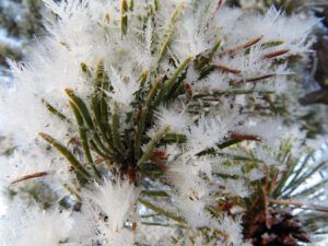2a pine needles (Flowers of Ice)