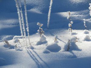 3 backlit ice landscape (Flowers of Ice)