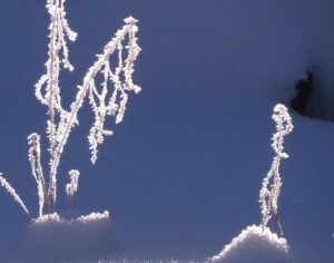 5 conversation (Flowers of Ice)