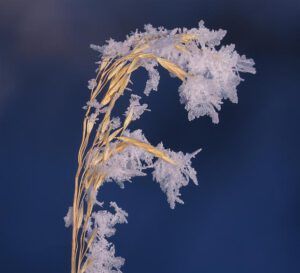 6 cheat grass (Flowers of Ice)