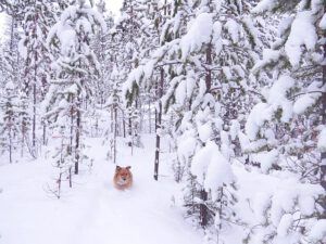 6 harry in snow (A Little Snow)