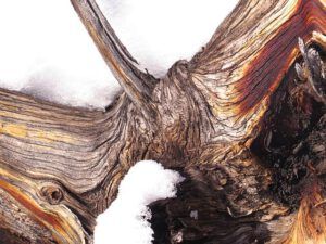 8a root (Spectacular Sunsets at Ginty Creek)