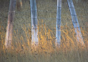 Grass and Fence (Grass Beside a Fence at Ginty Creek)