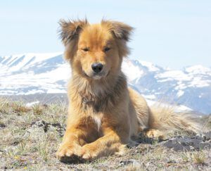 Harry reduced (harry)