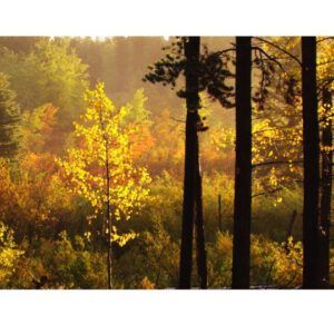 fall morning Ginty Creek (Fall Morning at Ginty Creek)