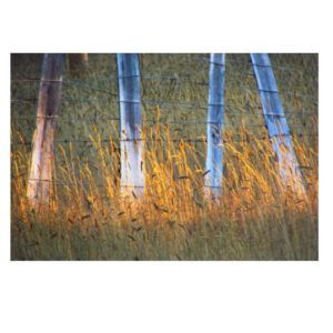 grass and fence, evening (Grass Beside a Fence at Ginty Creek)