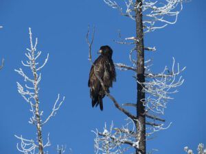 immature eagle (A Run to Anahim Lake)