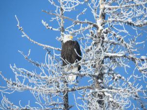 mature eagle (A Run to Anahim Lake)
