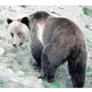 squared grizzly (Young Male Grizzly by Highway 20)
