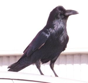 7 raven (First Shopping Trip of the Year)