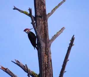 9a pileated 1 (Another Post of Bits and Pieces.)