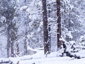 c snow (Something we haven’t seen much of this winter.)