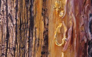 dead tree detail (A Miscellany of Pictures)