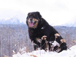 e badger (Something we haven’t seen much of this winter.)