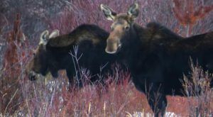 two moose (A Miscellany of Pictures)