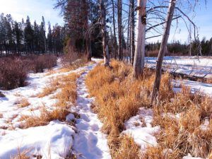 very little snow (A Miscellany of Pictures)