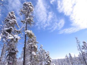 12 Trees and cloud (Three Seasons in One Week)