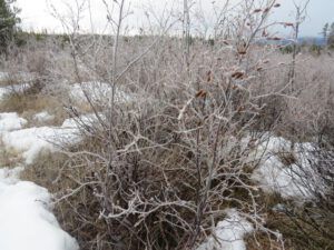 4 frosty morning (Three Seasons in One Week)