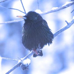 8. Starling jpg (Three Seasons in One Week)