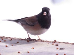 8a. junco (Three Seasons in One Week)