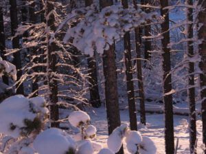8b Morning light (Three Seasons in One Week)
