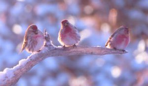 9. redpolls (Three Seasons in One Week)