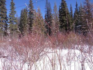 c pussy willow (A Sudden Burst of Spring)