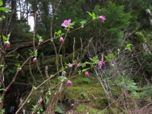 a6 salmon berries (Bella Coola again.)