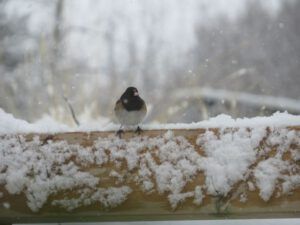 d junco (Frantic work on the house.)