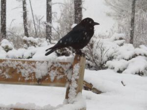 e crow (Frantic work on the house.)