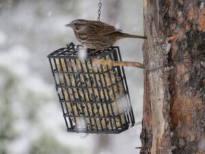 f song sparrow (Frantic work on the house.)