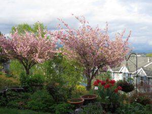 h cherry treesIMG_2369 (Vancouver, BC)