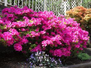 j azalea (Vancouver, BC)