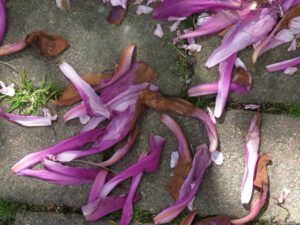 l fallen petals (Vancouver, BC)