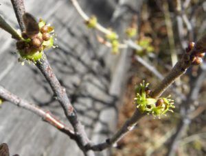 IMG_2438 (Spring!)