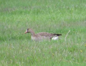 IMG_2765 (The 2013 Precipice Cattle Drive.)
