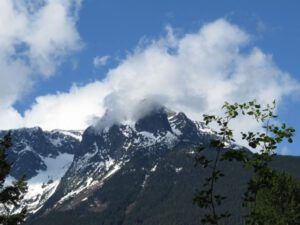 a Mt Melican (Forest Floor Flowers in the Bella Coola Valley)