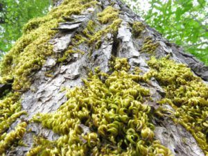 b cottonwood (Forest Floor Flowers in the Bella Coola Valley)