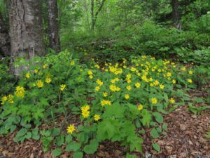c heart-leaved arnica (Forest Floor Flowers in the Bella Coola Valley)