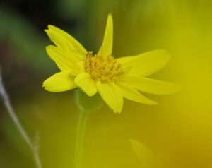 d arnica close-up (Forest Floor Flowers in the Bella Coola Valley)
