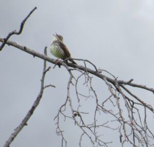 d water thrush (The 2013 Precipice Cattle Drive.)