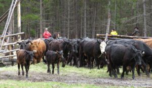 e cows (The 2013 Precipice Cattle Drive.)