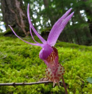 f calypso close-up (Forest Floor Flowers in the Bella Coola Valley)